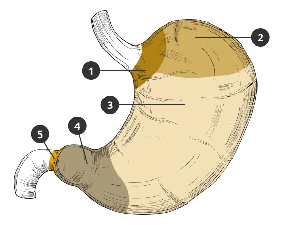 Der Aufbau des Magens grafisch dargestellt.